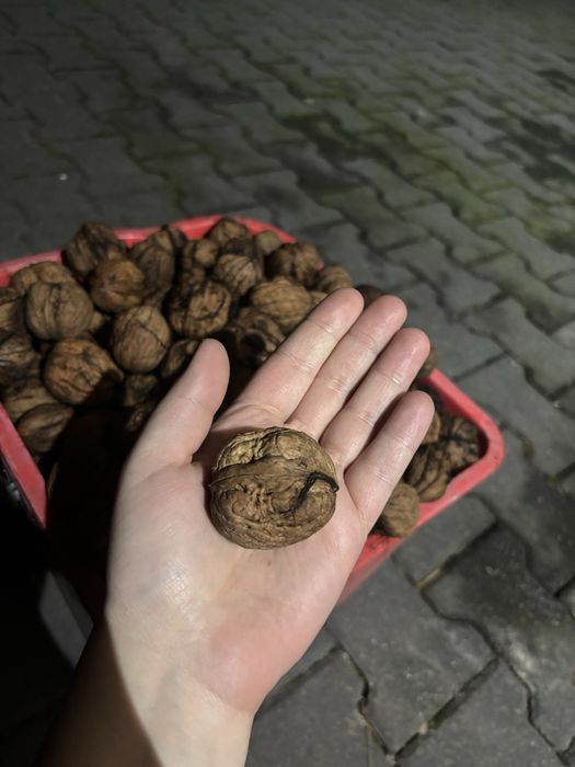 Orzechy wloskie duze