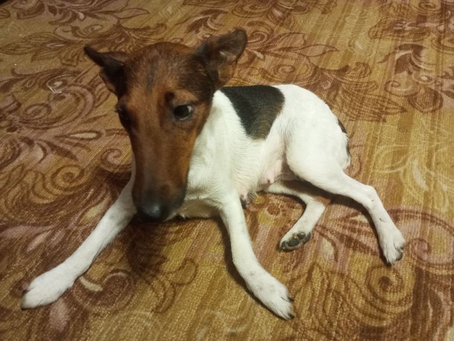 Продаю щенят порода Джек Рассел