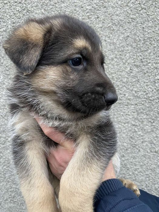 Продаються цуценята німецької вівчарки.