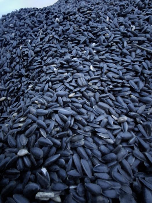 Sprzedam słonecznik