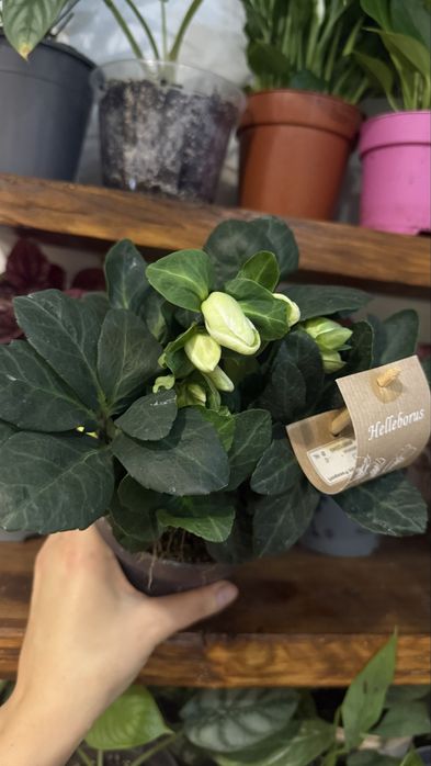 Морозник епіпремнум спатіфілум сциндапсус антуріум