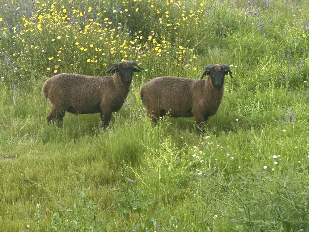 Carneiro merino preto