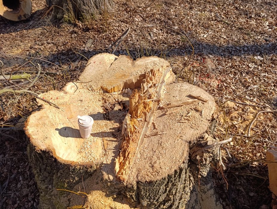 Za darmo wycinka usuwanie drzew