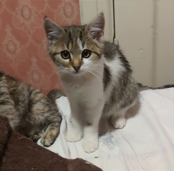 Віддам_ кошеня_ кішки_ маша