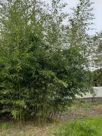 Bambus mrozoodporny Phyllostachys bissetii