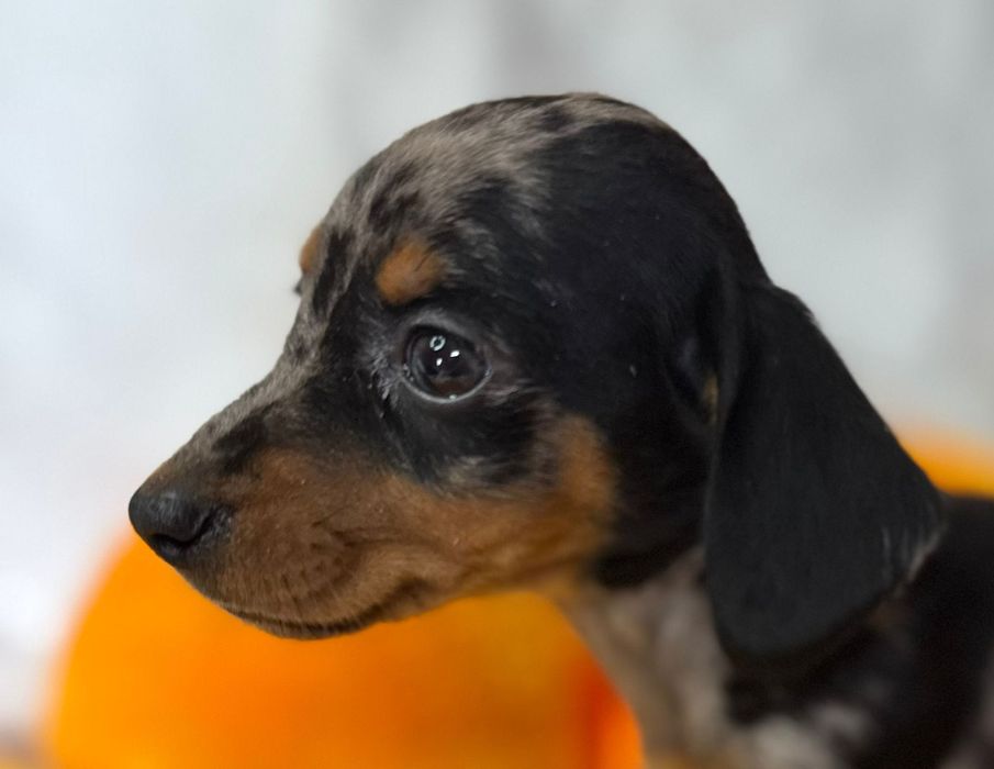 Jamnik króliczy/miniatura przecudna sunia piebald merle