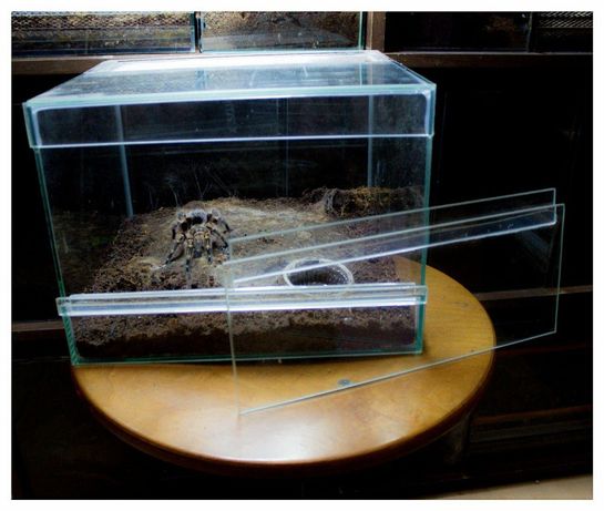 Контейнер террариум для пауков птицеедов скорпионов рептилий