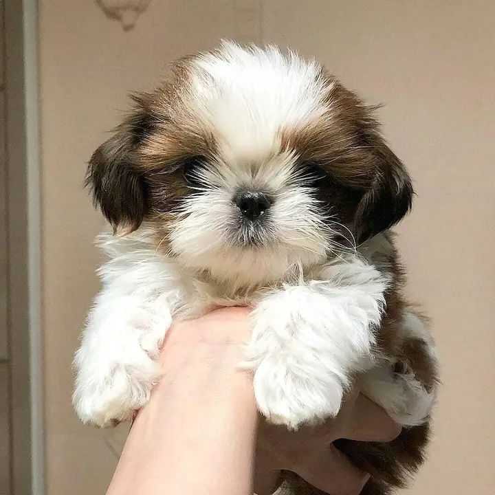 Shih tzu gotowy do odbioru