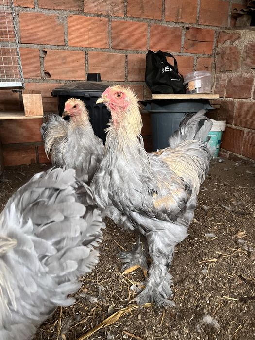 Galos Brahma Isabella