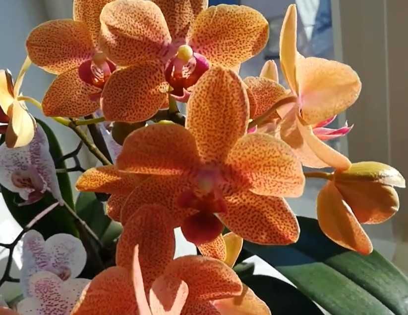 Орхідея фаленопсис Сансет Лав (Sunset Love)