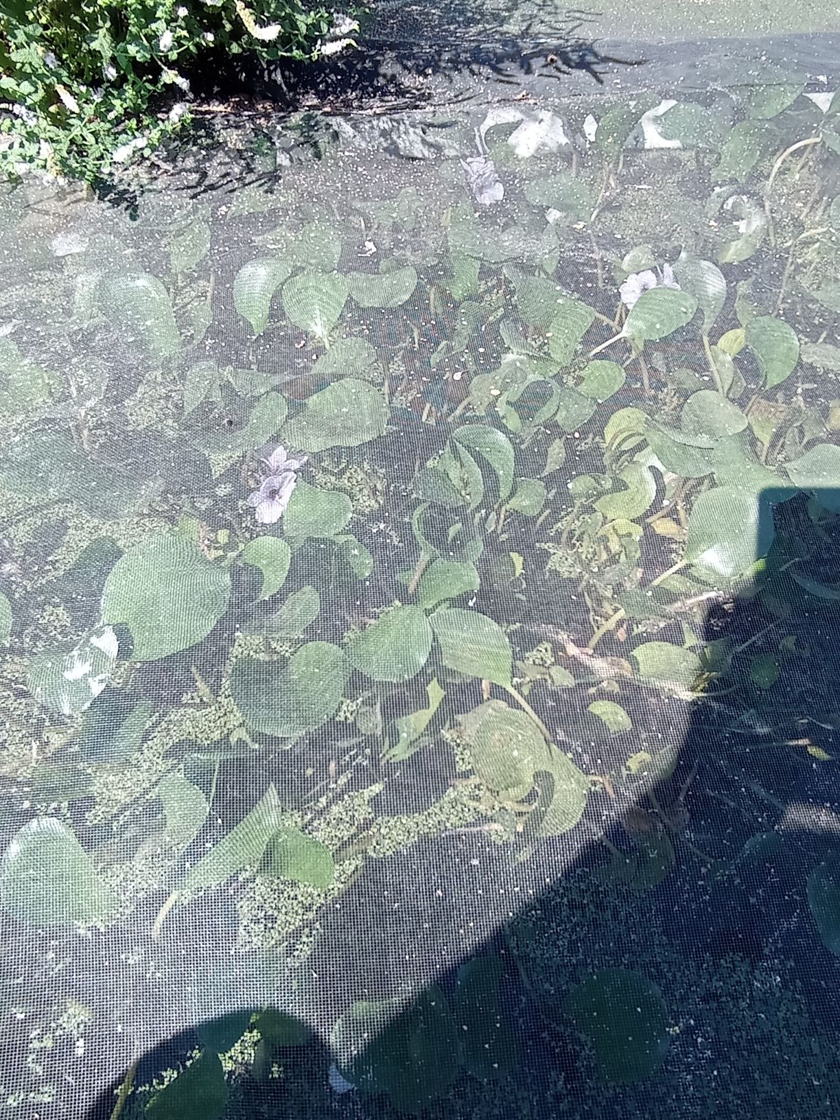 Pontedariaceas  para lagos