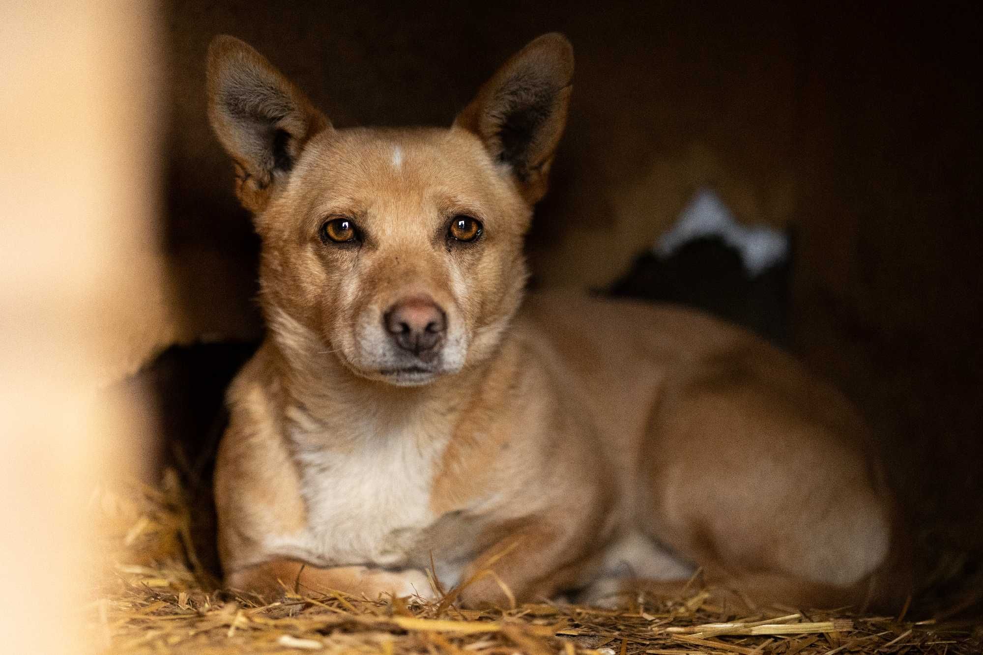 DASZEK - Schronisko Canis w Kruszewie