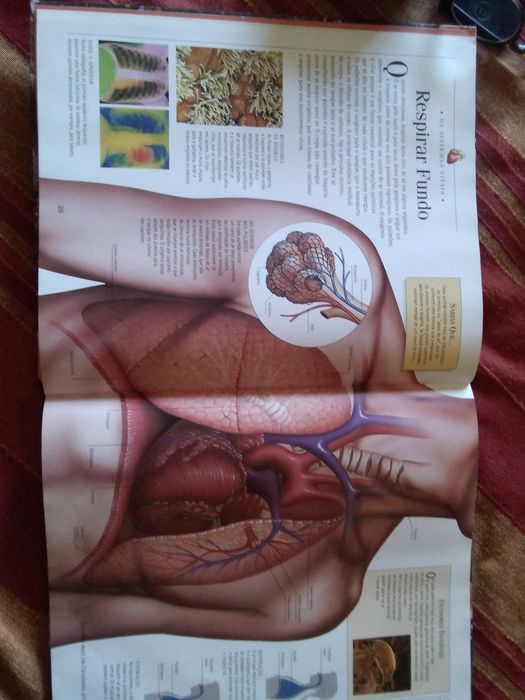 Enciclopédia O Corpo Humano