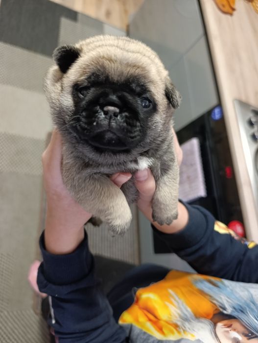 Милі мопсята,хлопчик і дівчатка