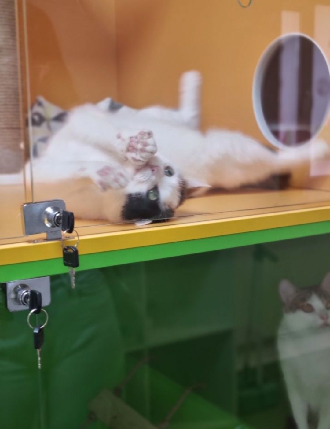 Продається діючий бізнес — котоготель "CatCity"