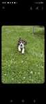 Beagle tricolor suczka