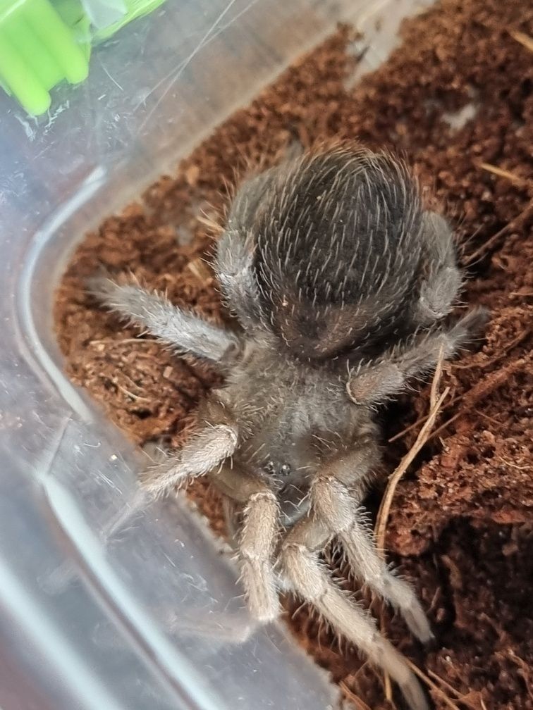 Ptasznik samica Pseudhapalopus sp. Magdalena 3 DC