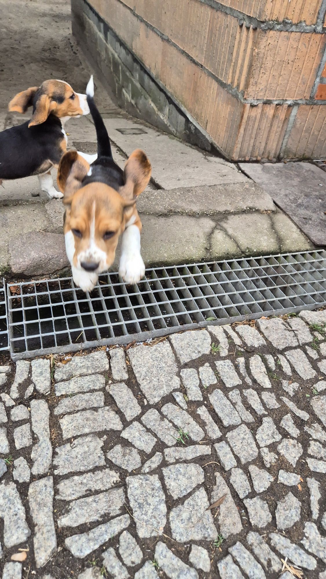 Beagle , sunia z rodowodem