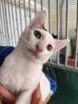 TUCSON (Macho, 3 Meses) Para Adoção