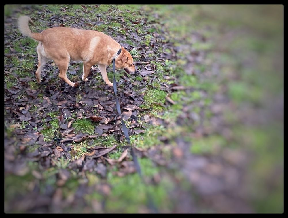 Do adopcji piesek Max w typie labradora