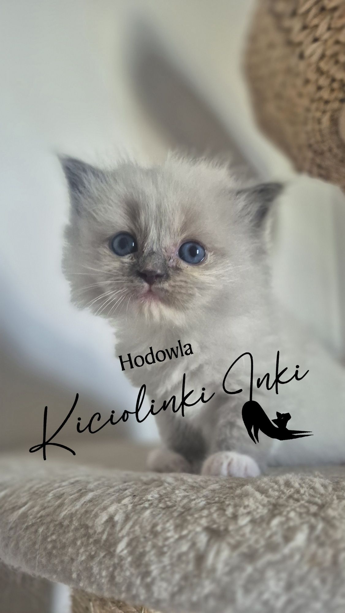 Śliczny kotek Ragdoll