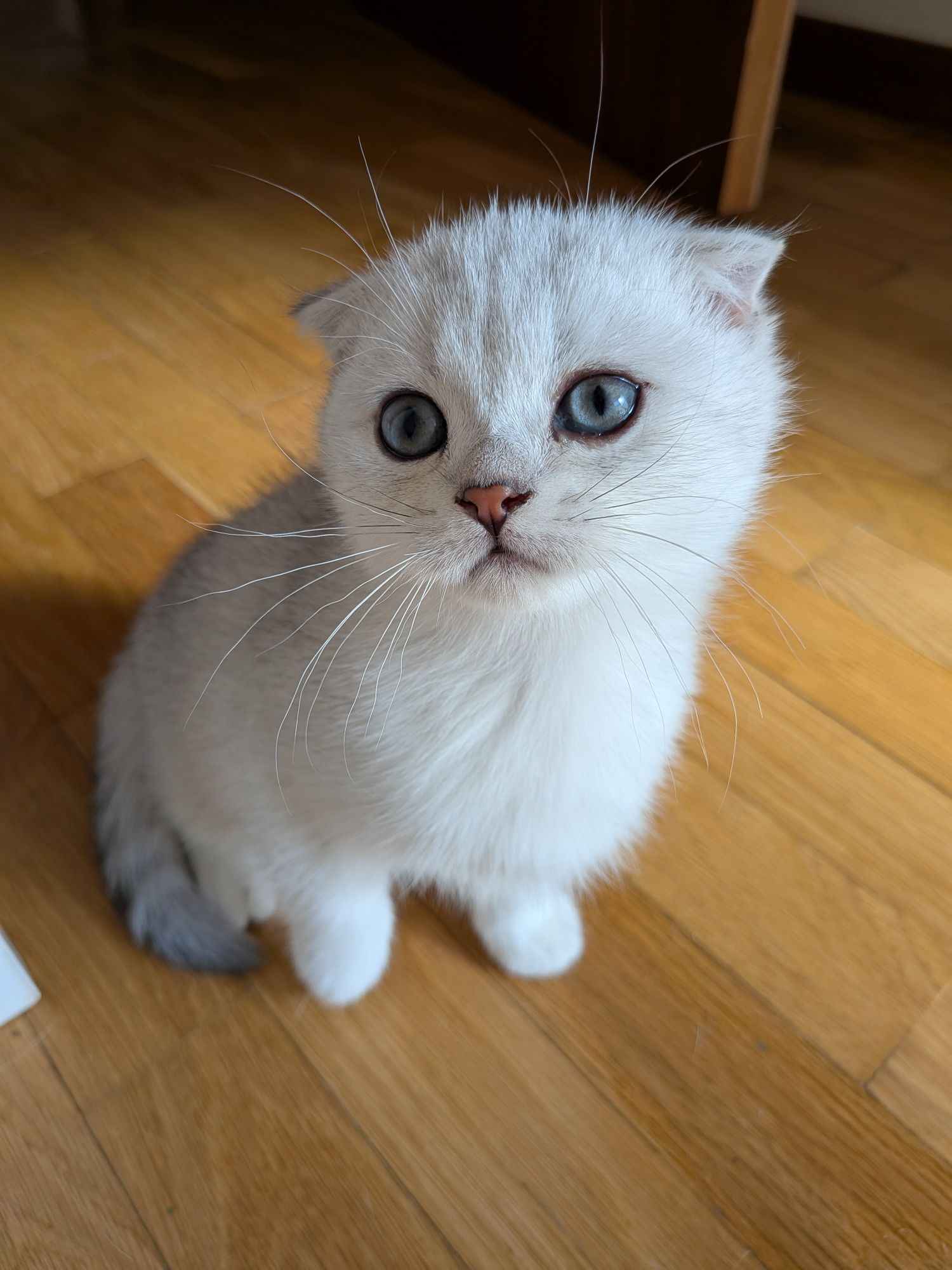 Gatinho Scotiish Fold