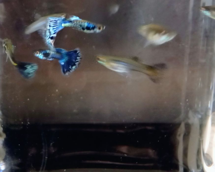 Guppies Blue Galaxi