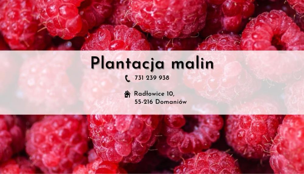 Maliny prosto z plantacji