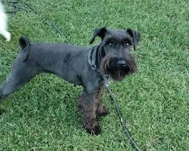 Sznaucer Miniaturowy Suka