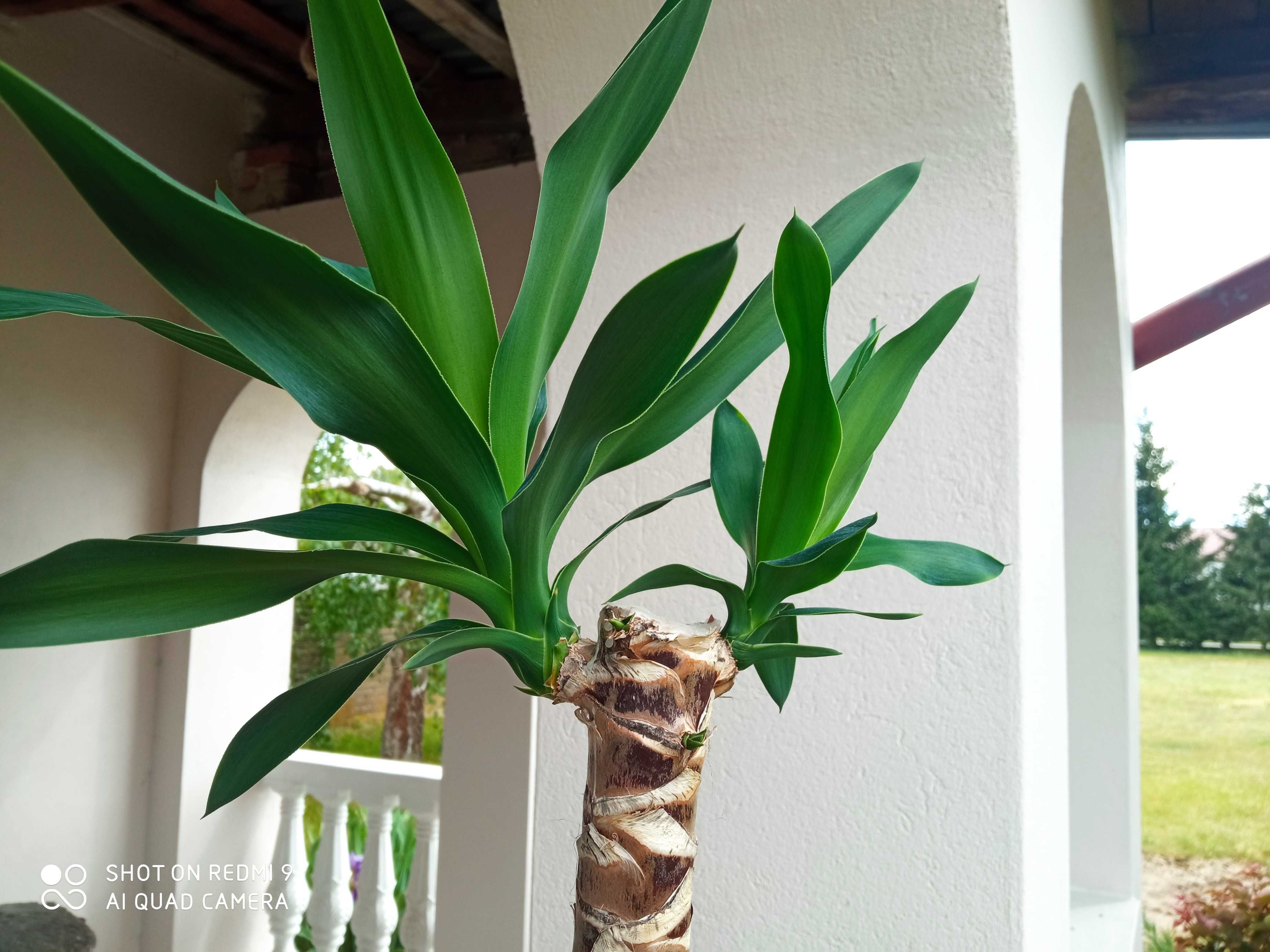 Juka yucca drzewko