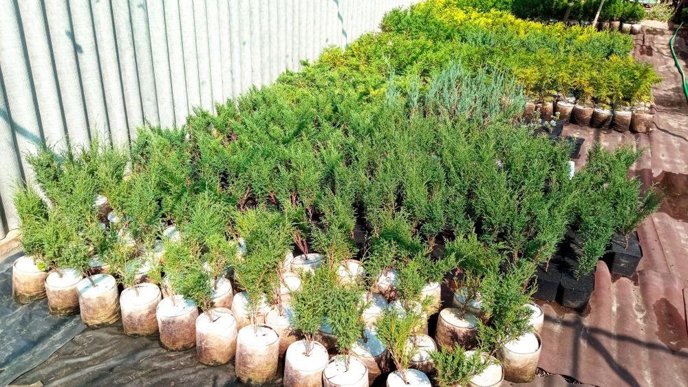 Туя можжевельник самшит