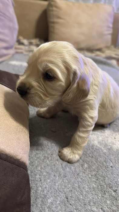 Милі дітки кокери спаніелі шукають нову сімʼю