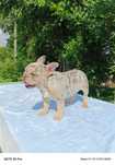 Buldog francuski lilac merle tan