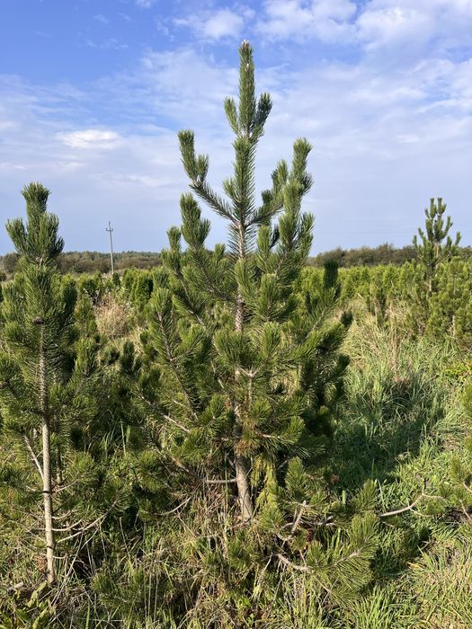 Sosna bosniacka 250 cm