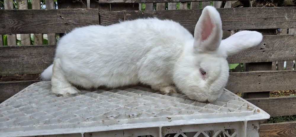 Królik samiec 80