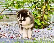 Szczeniak czarno-biały niebieskooki Siberian Husky rodowód ZKwP FCI