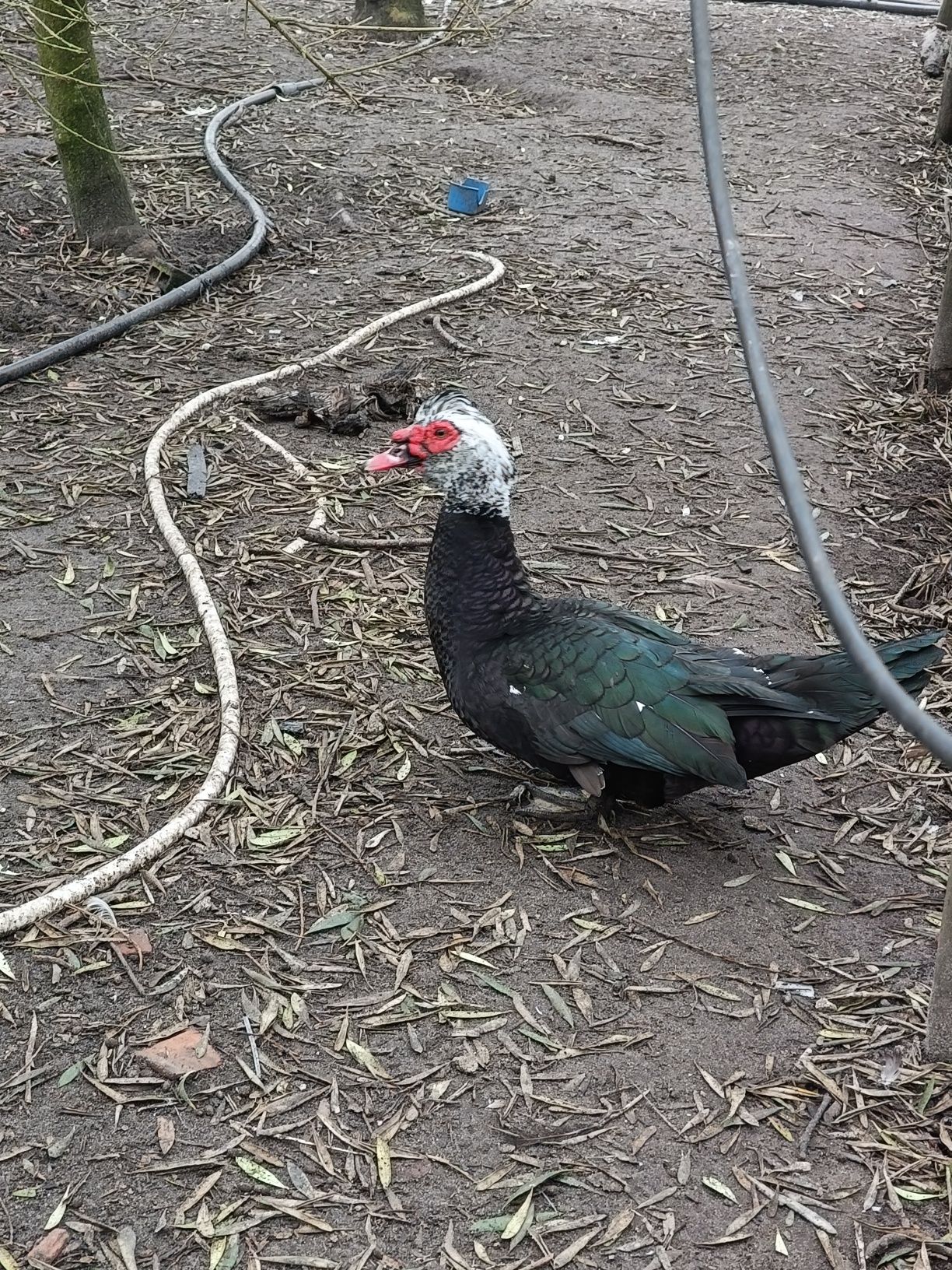 Pato Mudo adulto