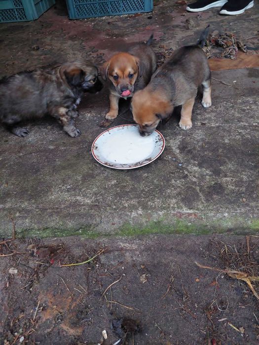 Kundelki oddam w dobre ręce