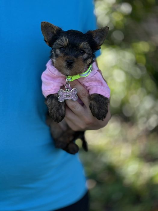 Унікальні Йорки — ваша маленька зірка чекає. Йорк