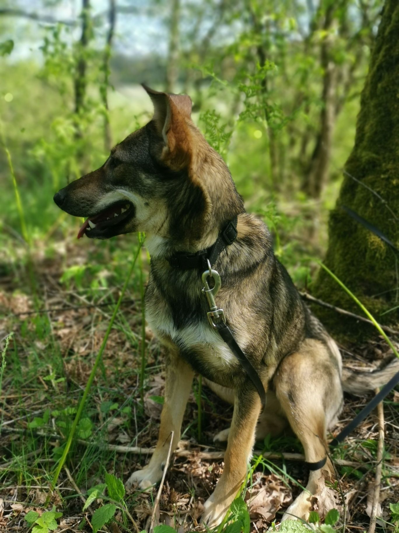 Shira- radosna suczka do adopcji