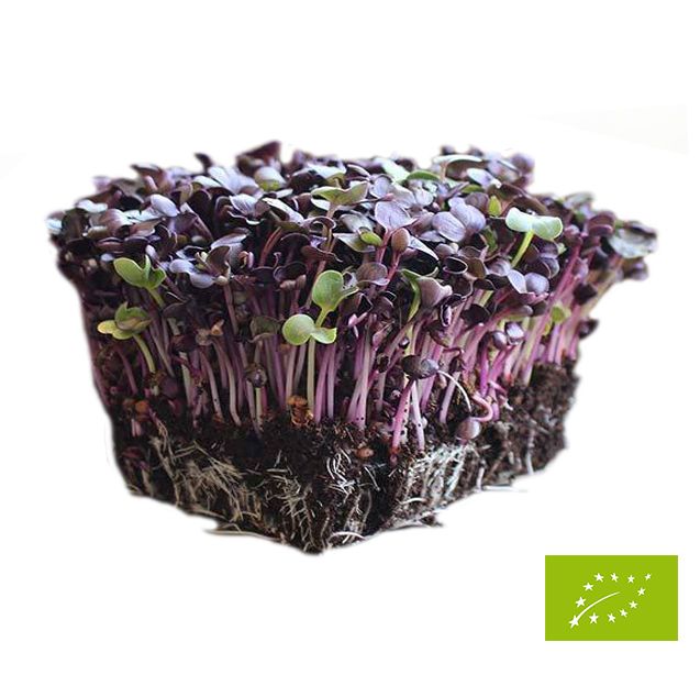 Sementes para Micro Vegetais (Micro greens)