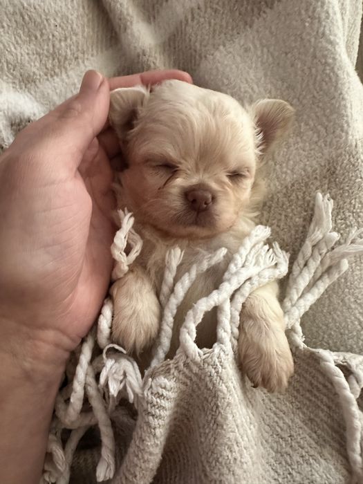 Chihuahua Russo macho miniatura pêlo comprido