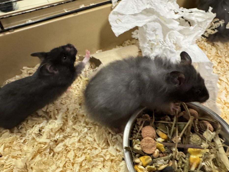 Chomik syryjski młode dlugowłose