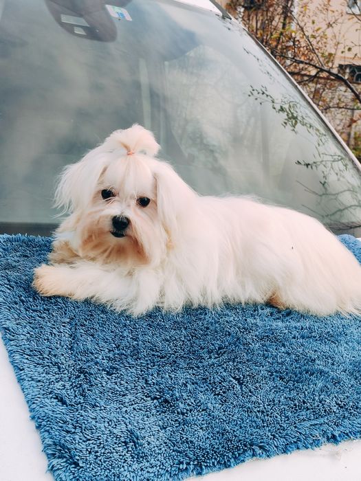 Неймовірна красуня мальтезе