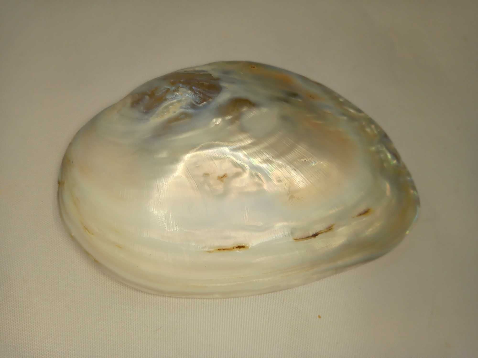 Muszla naturalna perłowa ozdobna na biżuterię kadzidełka mydelniczka