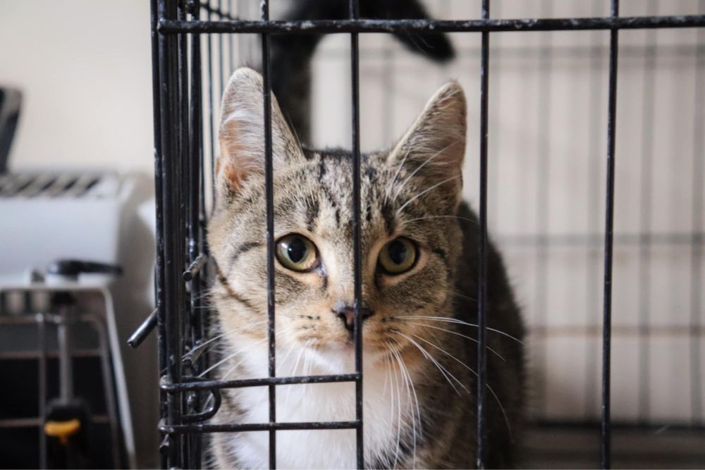 Debi urocza dziewczynka szuka domu