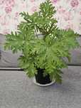 Anginka geranium pelargonia 45cm kwiat leczniczy na ból ucha