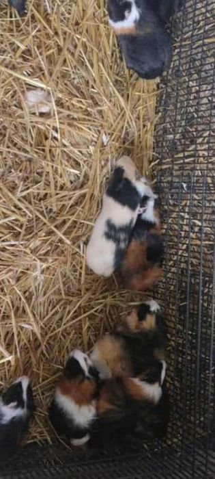 Świnki morskie za darmo