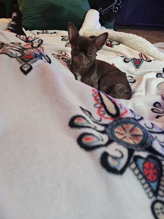 Zapowiedź miotu Chihuahua