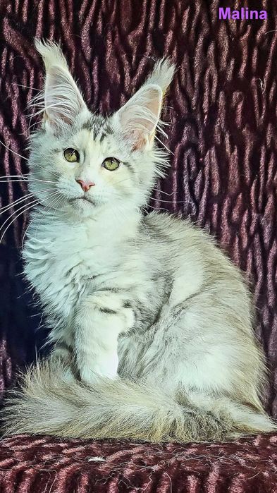 Шикарные котята из питомника